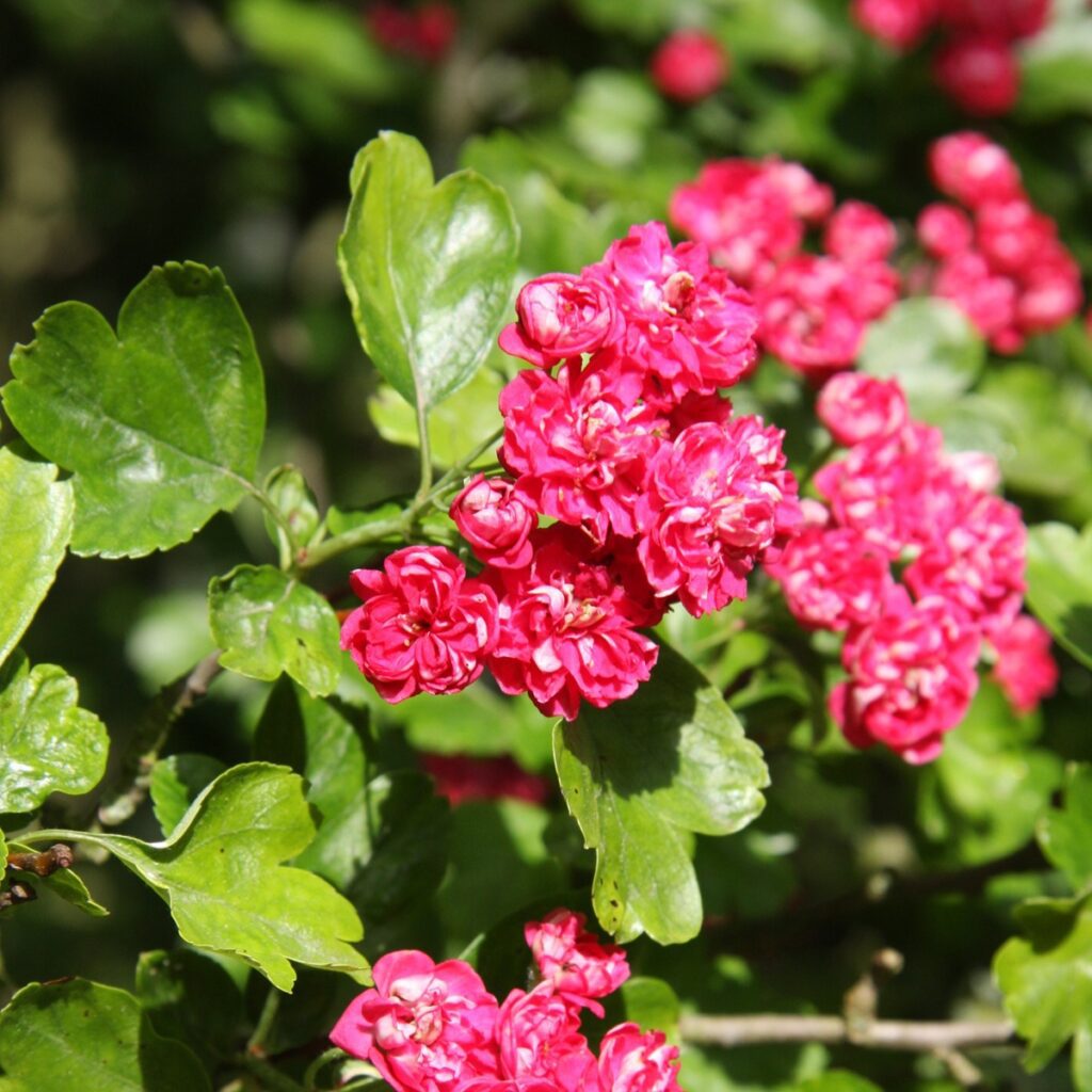 Crataegus x media ‘Pauls Scarlet’ Midland Thorn Tree 5038838003172 2